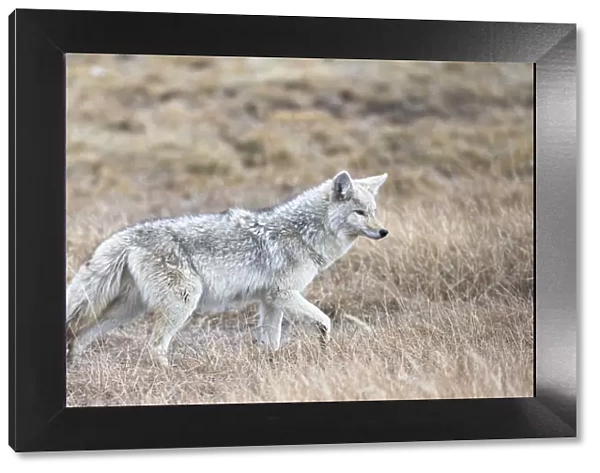 Yellowstone National Park, portrait of a light colored coyote in the dry grass of spring
