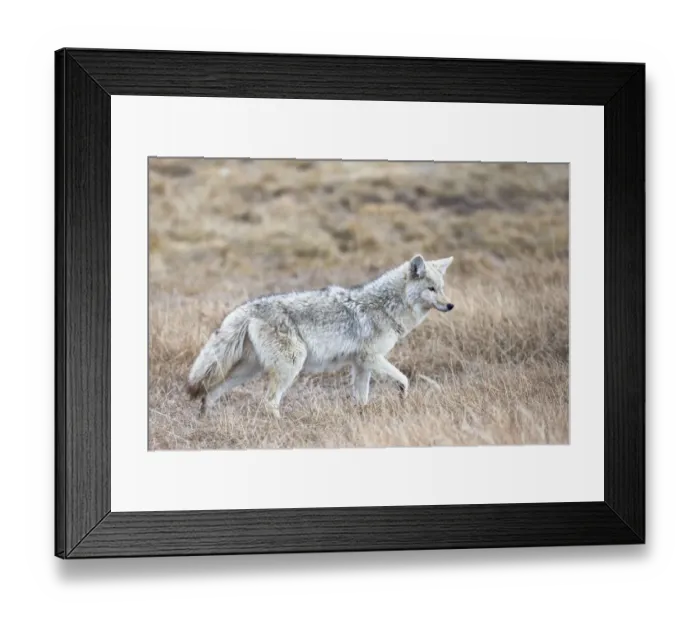 Framed Print : Yellowstone National Park, portrait of a light colored coyote in the dry grass of spring