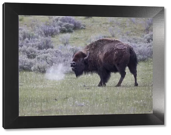 Yellowstone National Park. An American bison cow acts in a frenzied manner
