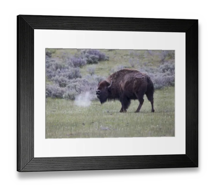 Framed Print : Yellowstone National Park. An American bison cow acts in a frenzied manner Framed Print : Yellowstone National Park. An American bison cow acts in a frenzied manner