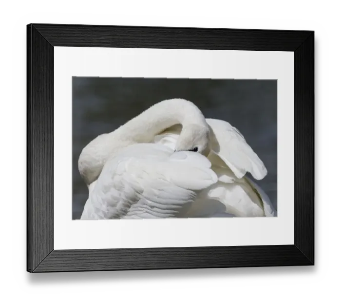 Framed Print : Yellowstone National Park, trumpeter swan preens its feathers while watching alertly Framed Print : Yellowstone National Park, trumpeter swan preens its feathers while watching alertly