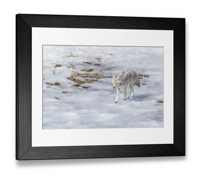 Framed Print : Yellowstone National Park, coyote walking through the icy slush Framed Print : Yellowstone National Park, coyote walking through the icy slush