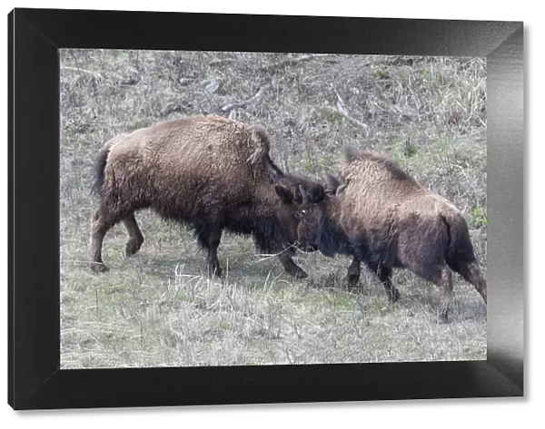 Yellowstone National Park. Two young bison playing fight