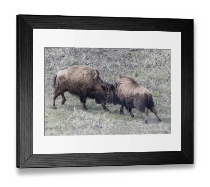 Framed Print : Yellowstone National Park. Two young bison playing fight