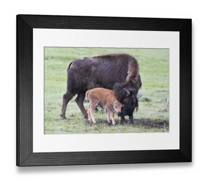 Framed Print : Yellowstone National Park, Lamar Valley. American bison calf stays close to its mother Framed Print : Yellowstone National Park, Lamar Valley. American bison calf stays close to its mother