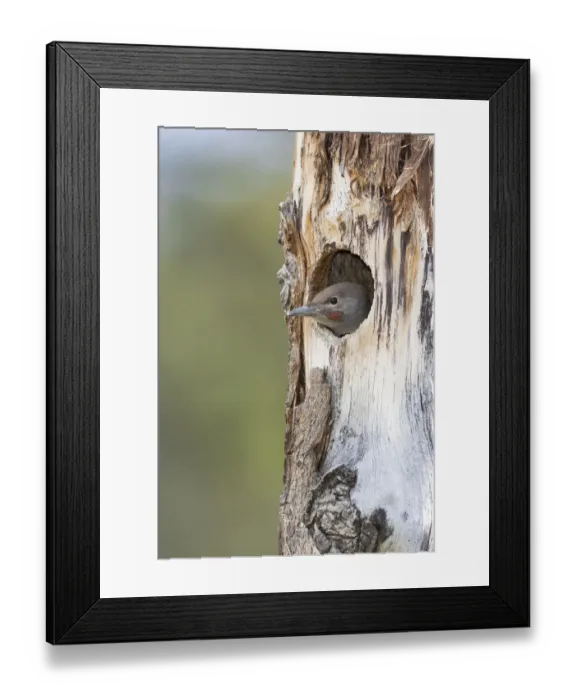 Framed Print : Yellowstone National Park, a young northern flicker peeks out of its nest hole