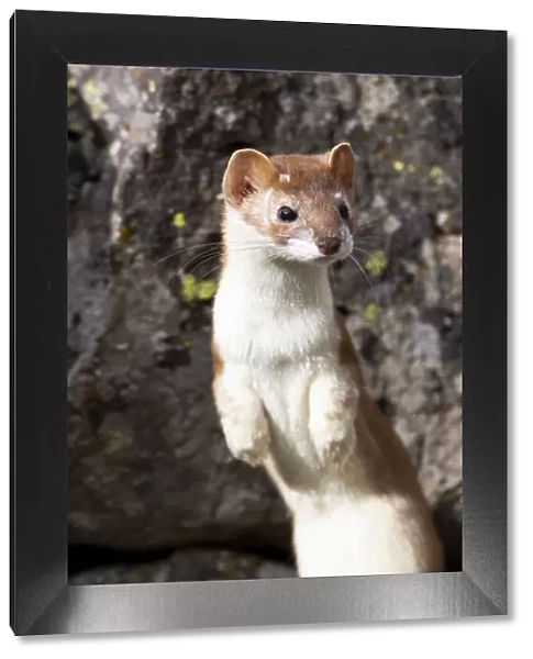 Yellowstone National Park, portrait of a long-tailed weasel