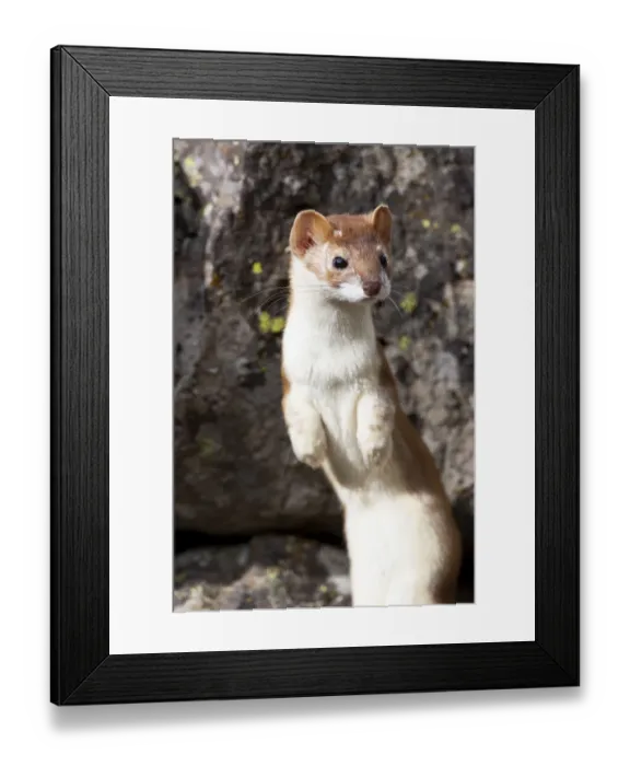 Framed Print : Yellowstone National Park, portrait of a long-tailed weasel