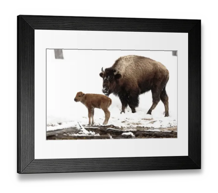 Framed Print : Yellowstone National Park. A female bison feeds while her new born calf shivers in the spring snow Framed Print : Yellowstone National Park. A female bison feeds while her new born calf shivers in the spring snow