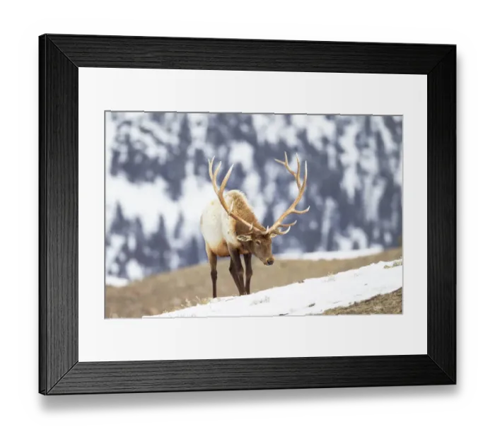 Framed Print : Yellowstone National Park, portrait of a bull elk with massive antlers that he hasn t shed