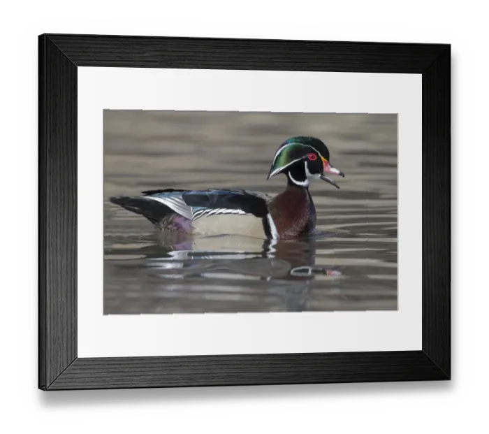 Framed Print : Yellowstone National Park, wood duck drake in breeding plumage floats on the river while calling Framed Print : Yellowstone National Park, wood duck drake in breeding plumage floats on the river while calling