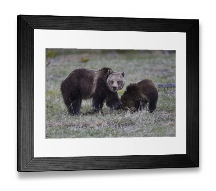 Framed Print : Yellowstone National Park, a grizzly bear sow digs in the grass with her cub