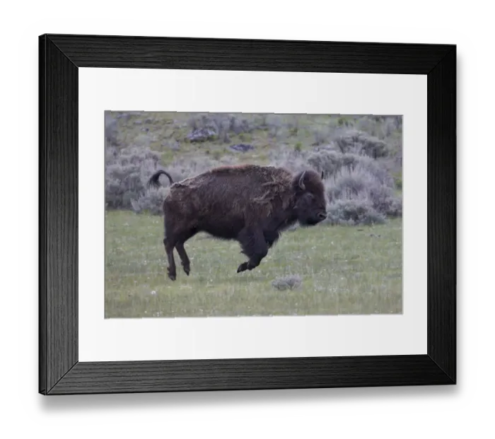 Framed Print : Yellowstone National Park. An American bison cow acts in a frenzied manner Framed Print : Yellowstone National Park. An American bison cow acts in a frenzied manner