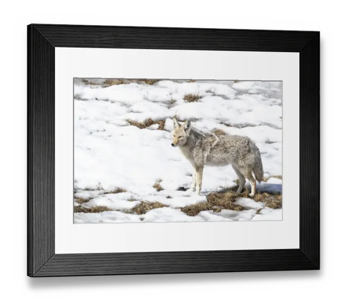 Framed Print : Yellowstone National Park, coyote standing in the melting snow Framed Print : Yellowstone National Park, coyote standing in the melting snow