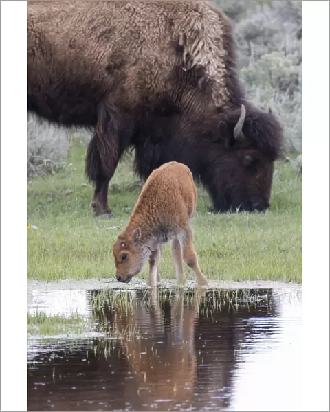 Yellowstone National Park, Lamar Valley. American bison calf stays close to its mother