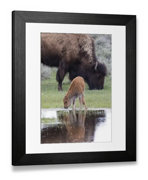 Framed Print : Yellowstone National Park, Lamar Valley. American bison calf stays close to its mother Framed Print : Yellowstone National Park, Lamar Valley. American bison calf stays close to its mother