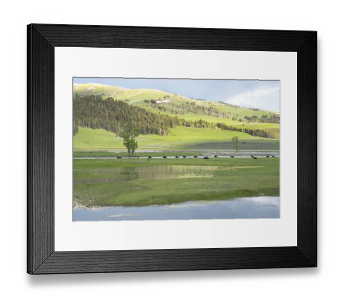 Framed Print : Yellowstone National Park, Lamar Valley. Bison enjoying the green grass of spring Framed Print : Yellowstone National Park, Lamar Valley. Bison enjoying the green grass of spring