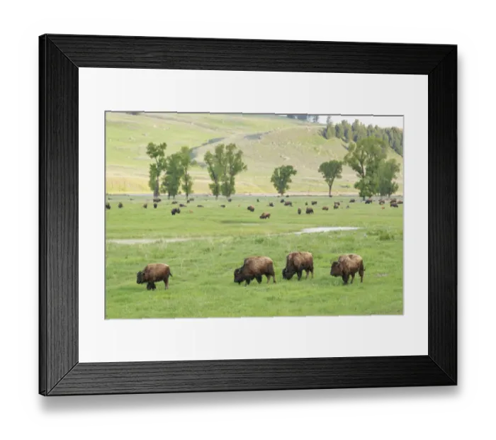 Framed Print : Yellowstone National Park, Lamar Valley. Bison enjoying the green grass of spring