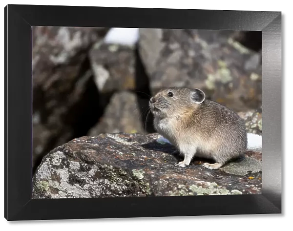 Yellowstone National Park, American pika sitting on a boulder