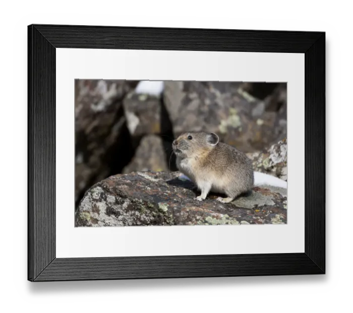 Framed Print : Yellowstone National Park, American pika sitting on a boulder Framed Print : Yellowstone National Park, American pika sitting on a boulder