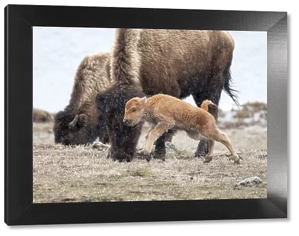 Yellowstone National Park. American bison calf runs and playing in the snow squall