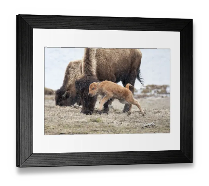 Framed Print : Yellowstone National Park. American bison calf runs and playing in the snow squall Framed Print : Yellowstone National Park. American bison calf runs and playing in the snow squall