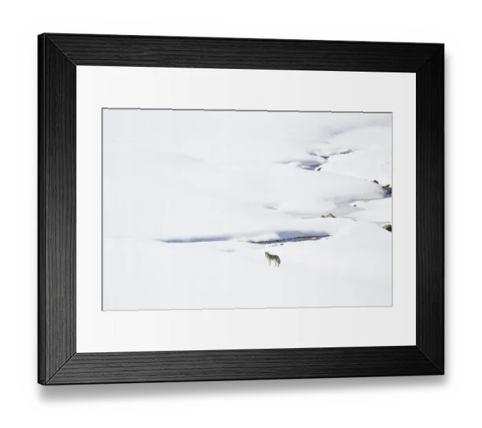 Framed Print : Yellowstone National Park, coyote standing in a snowy landscape Framed Print : Yellowstone National Park, coyote standing in a snowy landscape