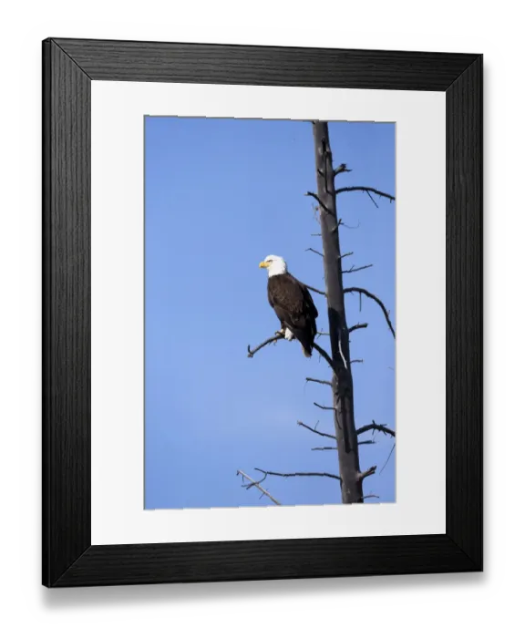 Framed Print : Yellowstone National Park, bald eagle perching on the limb of a dead tree