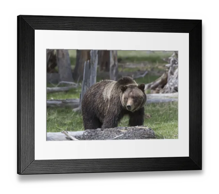 Framed Print : Yellowstone National Park, a grizzly bear walking through a stand of trees Framed Print : Yellowstone National Park, a grizzly bear walking through a stand of trees