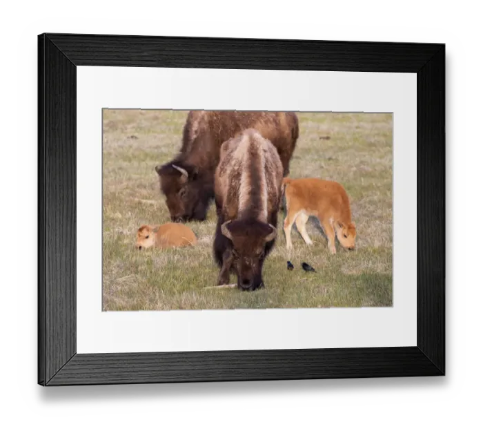 Framed Print : Yellowstone National Park. Two bison cows grazing with their young calves nearby Framed Print : Yellowstone National Park. Two bison cows grazing with their young calves nearby