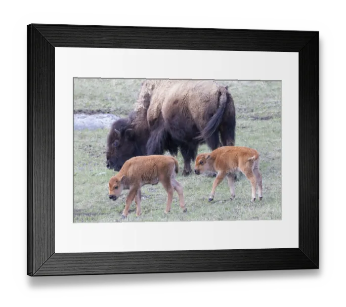 Framed Print : Yellowstone National Park. Young bison calves stay close to their mother Framed Print : Yellowstone National Park. Young bison calves stay close to their mother