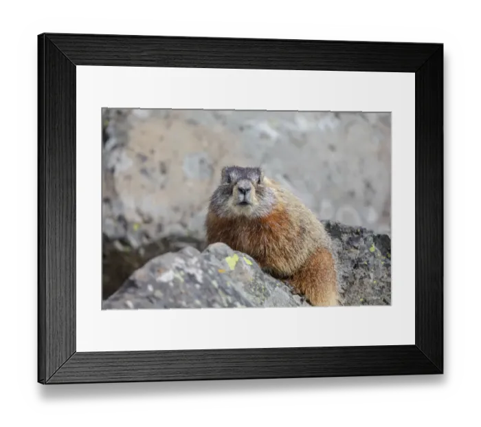 Framed Print : Yellowstone National Park, yellow-bellied marmot posing on a rock Framed Print : Yellowstone National Park, yellow-bellied marmot posing on a rock