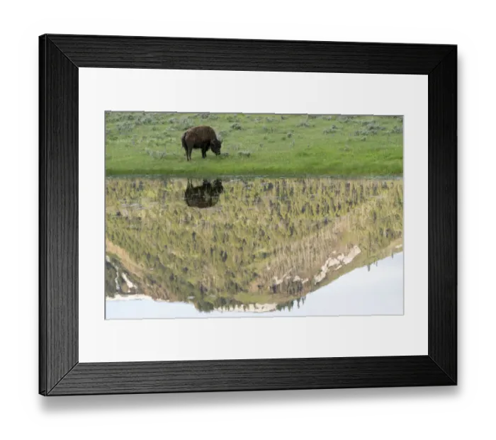 Framed Print : Yellowstone National Park, Lamar Valley. American bison is enjoying the green grass Framed Print : Yellowstone National Park, Lamar Valley. American bison is enjoying the green grass