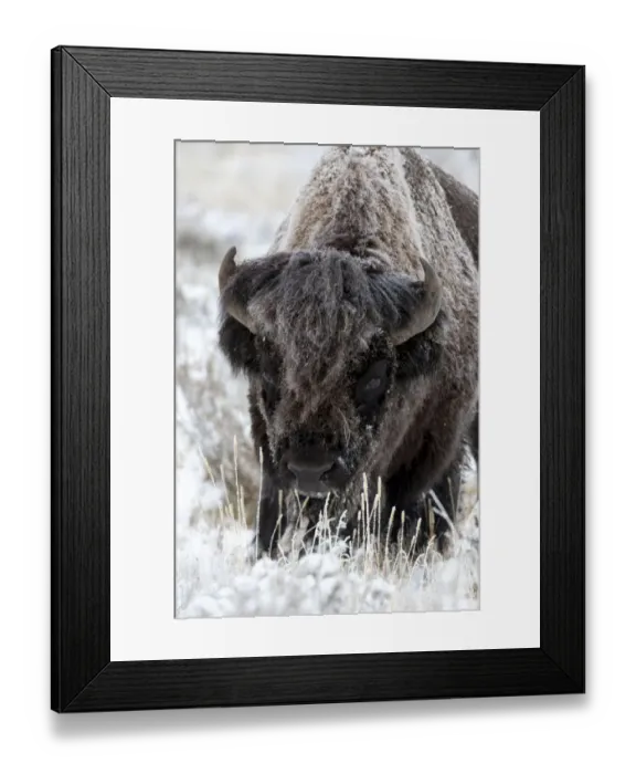 Framed Print : Yellowstone National Park, portrait of a frost covered American bison Framed Print : Yellowstone National Park, portrait of a frost covered American bison