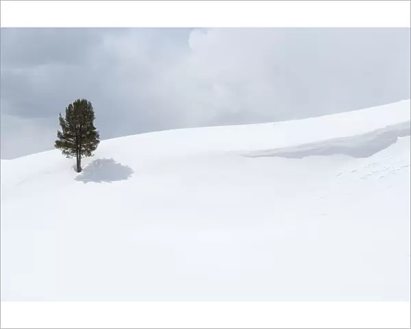 Yellowstone National Park, Lamar Valley. A lone trees standing out in the snowy landscape