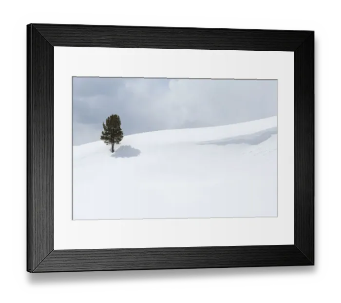 Framed Print : Yellowstone National Park, Lamar Valley. A lone trees standing out in the snowy landscape Framed Print : Yellowstone National Park, Lamar Valley. A lone trees standing out in the snowy landscape