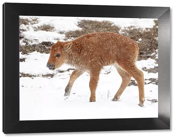 Yellowstone National Park. A newborn bison calf standing in a spring snow storm