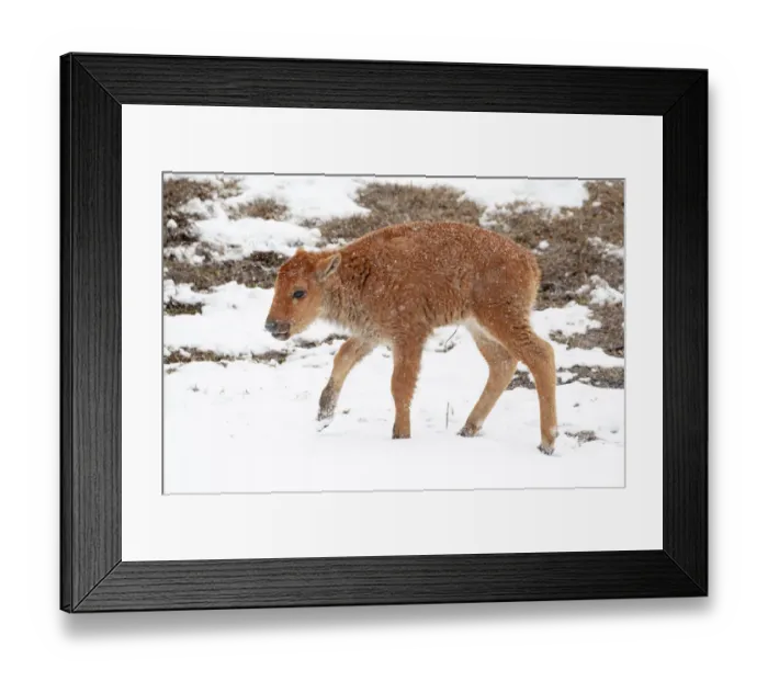 Framed Print : Yellowstone National Park. A newborn bison calf standing in a spring snow storm