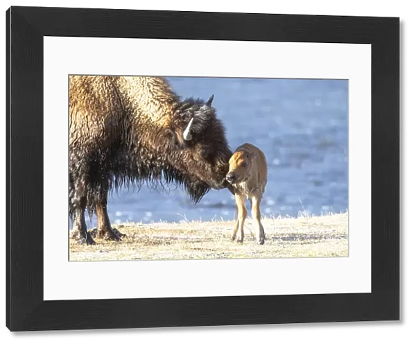 Yellowstone National Park. The newborn bison calf is wet and cold after swimming the river