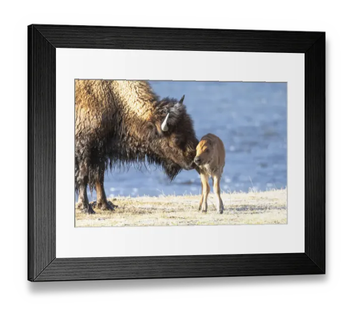 Framed Print : Yellowstone National Park. The newborn bison calf is wet and cold after swimming the river
