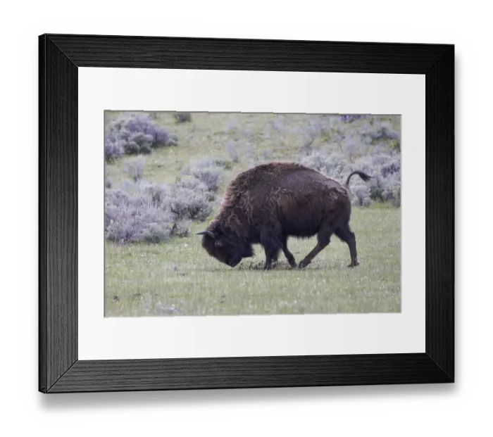 Framed Print : Yellowstone National Park. An American bison cow acts in a frenzied manner