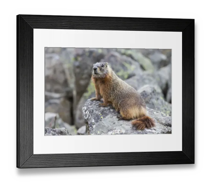 Framed Print : Yellowstone National Park, yellow-bellied marmot posing on a rock Framed Print : Yellowstone National Park, yellow-bellied marmot posing on a rock