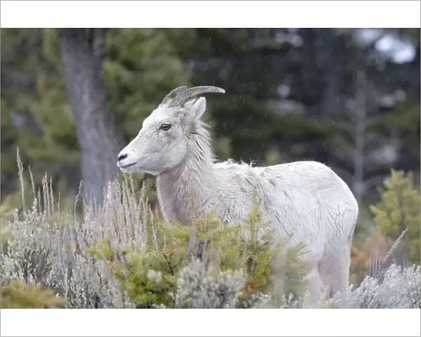 Yellowstone National Park, female bighorn sheep