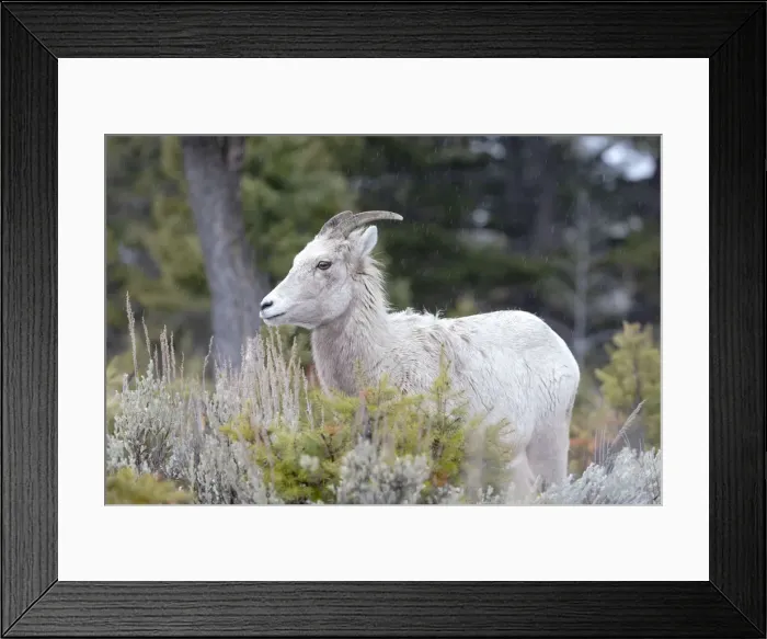 Framed Print : Yellowstone National Park, female bighorn sheep