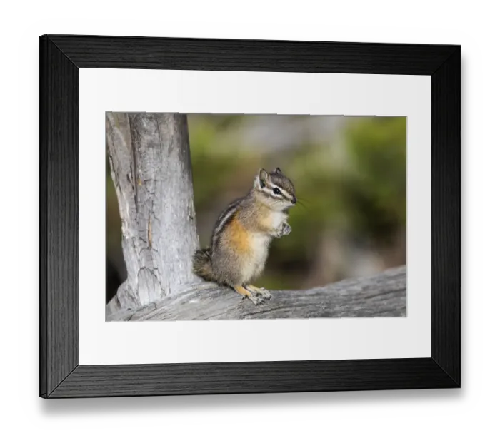 Framed Print : Yellowstone National Park, portrait of a chipmunk Framed Print : Yellowstone National Park, portrait of a chipmunk