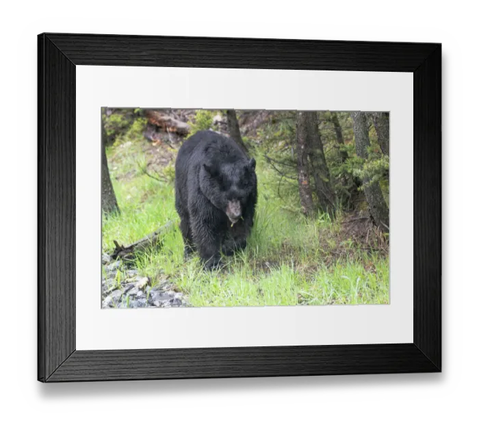 Framed Print : Yellowstone National Park, large black bear sow walking among the green grass of early spring Framed Print : Yellowstone National Park, large black bear sow walking among the green grass of early spring