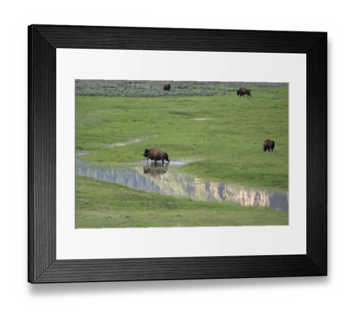 Framed Print : Yellowstone National Park, Lamar Valley. Bison enjoying the green grass of spring Framed Print : Yellowstone National Park, Lamar Valley. Bison enjoying the green grass of spring