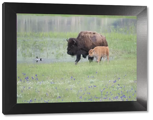 Yellowstone National Park, Lamar Valley. American bison cow with her calf walk through wildflowers