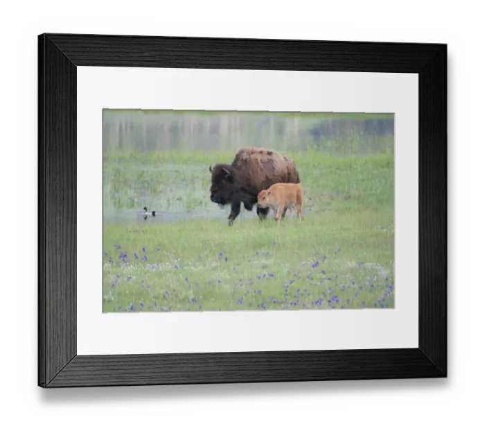 Framed Print : Yellowstone National Park, Lamar Valley. American bison cow with her calf walk through wildflowers Framed Print : Yellowstone National Park, Lamar Valley. American bison cow with her calf walk through wildflowers