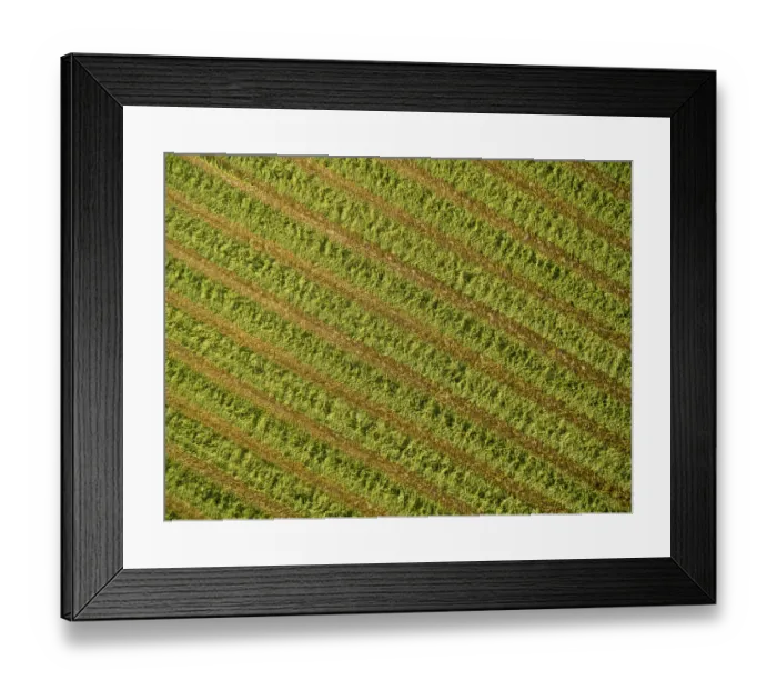 Framed Print : Alfalfa field after its been cut and before it is baled, Marion County, Illinois